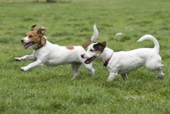 Dogs running on green grass
